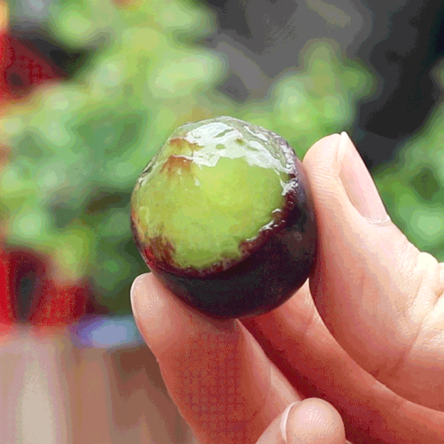 1.gif