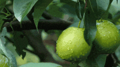 1.gif