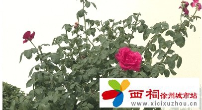 微信图片_20241221153859.jpg